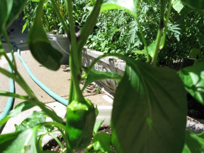 chocolate peppers
