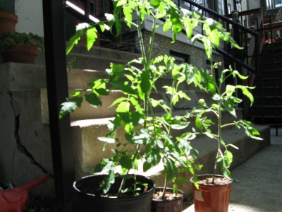 Slow Food toms