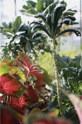 kale-and-caladium_large