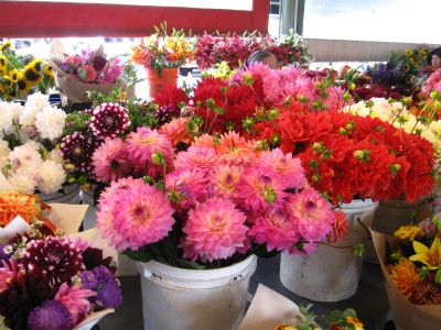zinnias